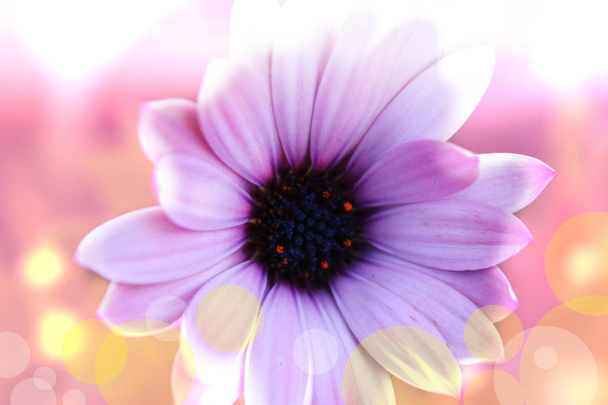 Рожева квітка serenity
 - Фото, зображення