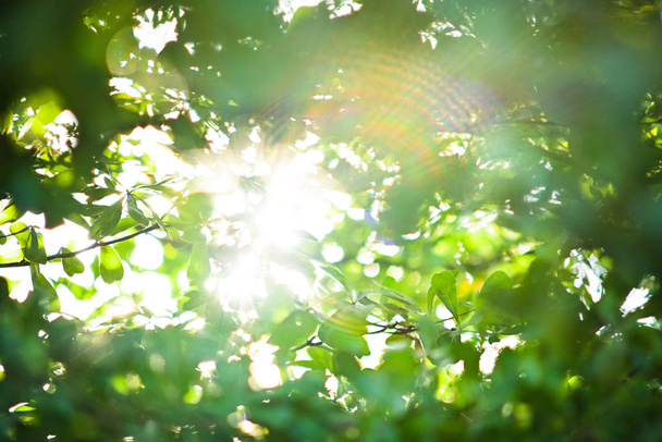beautiful light of sun shine through green tree in the morning day - Fotó, kép