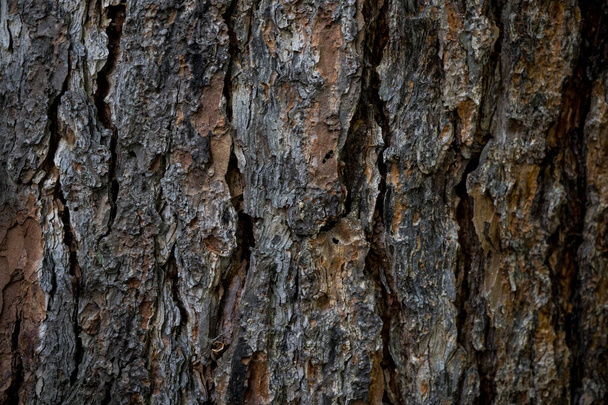 The texture of the bark of a tree. Background image of macro pho - Фото, изображение