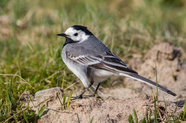 White wagtail standing on the sand with grass in the background - Photo, Image