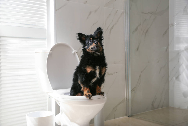 Χαριτωμένο σκυλί κάθεται στην τουαλέτα μπολ στο μοντέρνο μπάνιο - Φωτογραφία, εικόνα