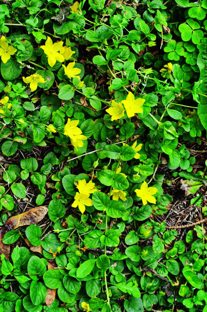 Lysimachia nummularia Aurea en el jardín de sombra
 - Foto, imagen