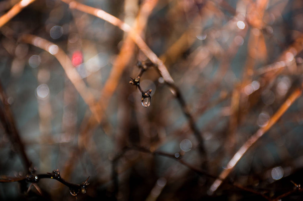 rain drops on the tree branch - Photo, Image