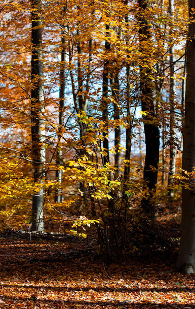 Золотые листья деревьев в осеннем лесу
 - Фото, изображение