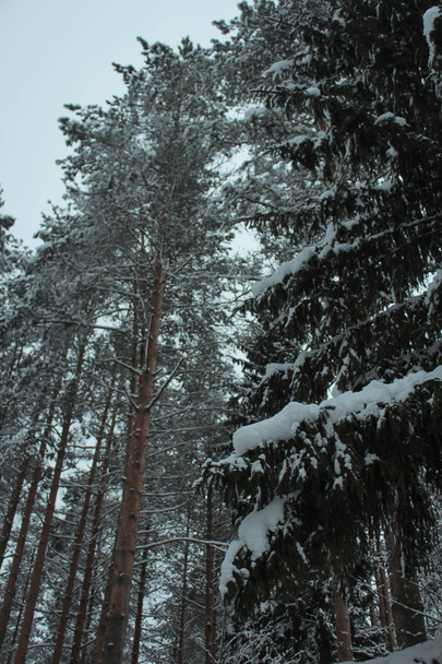Winter forest with snow covered trees, cold weather - Фото, изображение