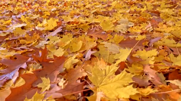 Jesienne tło. Ziemia pokryta jest żółtymi i brązowymi liśćmi klonu, tworząc naturalny dywan. Zbliżenie Steadicam ziemi strzał, Uhd - Materiał filmowy, wideo