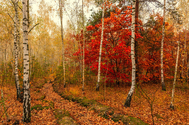 Jesienny krajobraz. Ładny dzień na miły spacer. Piękny las ozdobiony jesiennymi liśćmi cieszy oko. - Zdjęcie, obraz