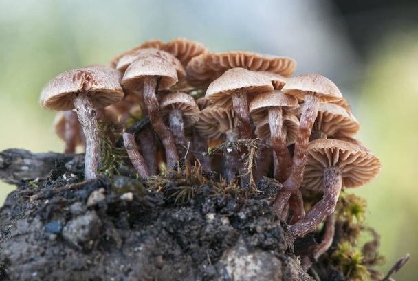 Tubaria skupina hnědých hub v těsné skupině na hromadě hlíny a trávy - Fotografie, Obrázek