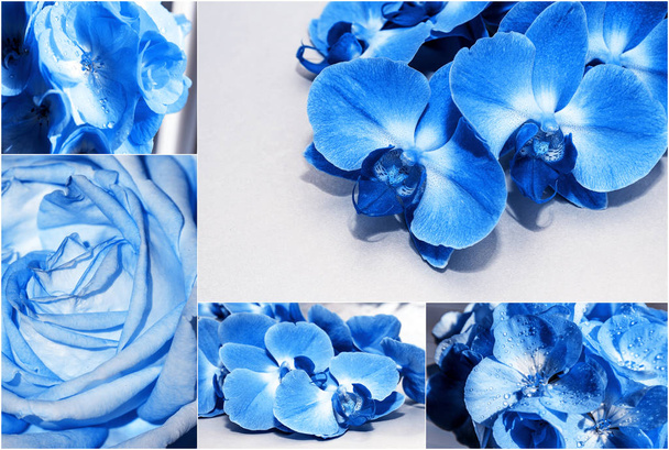 古典的なパントンブルーの色2020で着色された春の花(バラ、ラン、ゼラニウム)のコラージュ。バレンタインデー、母の日、誕生日のグリーティングカード. - 写真・画像