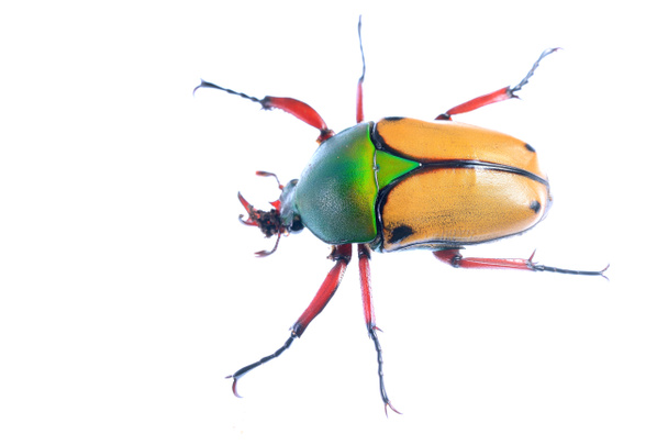 Large scarab beetle Eudicella smithii - Photo, Image