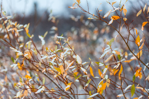 Снігові пластівці на листках, початок зими в лісі
 - Фото, зображення