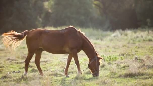 Hnědá farma kůň pasoucí se na zelené trávě pastviny při západu slunce. - Záběry, video