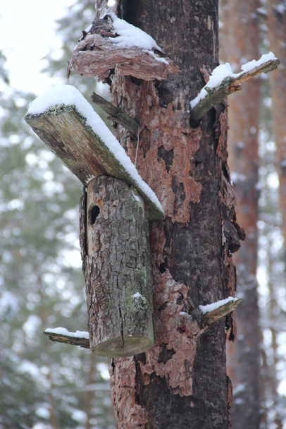 Birdhouse en pino arrugado en el bosque de invierno. Caja acurrucada en madera
 - Foto, imagen