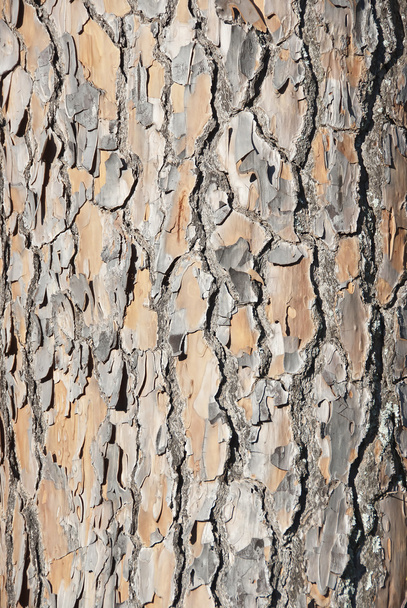 Pinus pinea - Foto, imagen