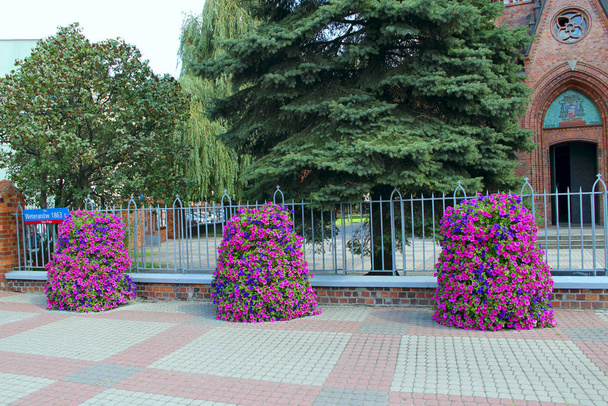 Bloemen groeien op straat. Stedelijke natuur in Warschau - Foto, afbeelding
