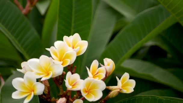 Homályos közeli makró színes trópusi virág tavaszi kertben gyengéd szirmok között napfényes buja lombozat. Absztrakt természetes egzotikus háttér másolási hellyel. Virágok és levelek mintázata. - Felvétel, videó