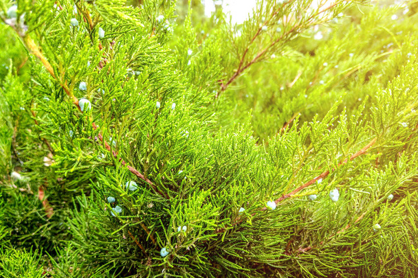 Зеленые листья рисунка ползучего можжевельника или Juniperus horizontalis. - Фото, изображение