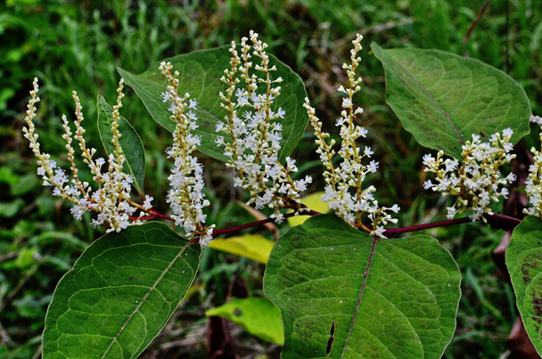 Reynutriya Bohemian (Reynoutria japonica Houtt). Reynoutria sachalinensis. - Foto, afbeelding