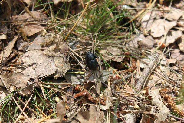 Ormanın derinliklerinde yerde oturan böcek (orman cücesi)- - Fotoğraf, Görsel