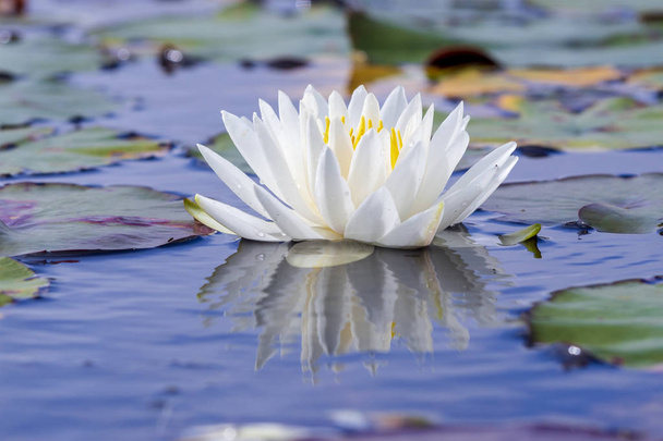White water lily with lily pads - Zdjęcie, obraz