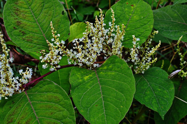 Reynutriya Bohemian (Reynoutria japonica Houtt). Reynoutria sachalinensis. - Photo, Image