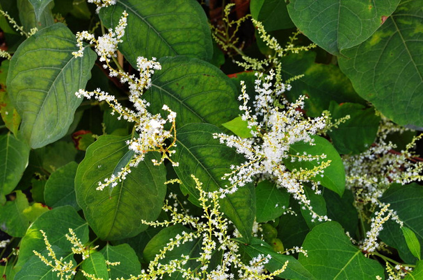 Reynutriya Bohemian (Reynoutria japonica Houtt). Reynoutria sachalinensis. - Foto, afbeelding