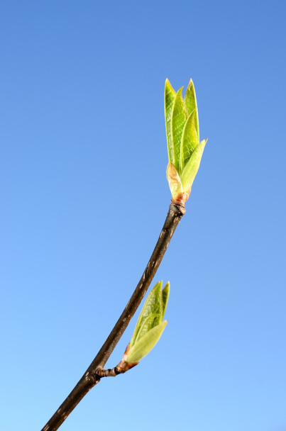 Green tree bud close-up against blue sky in spring - Valokuva, kuva