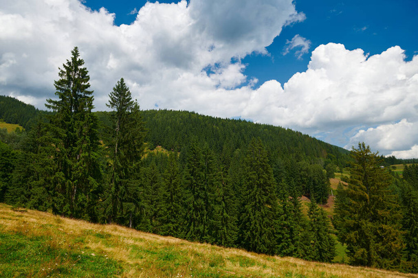beautiful summer landscape, high spruces on hills, blue cloudy sky and wildflowers - travel destination scenic, carpathian mountains - 写真・画像