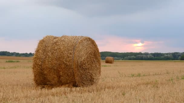 Hay bale. Agriculture field with sky. Rural nature in the farmland - Footage, Video