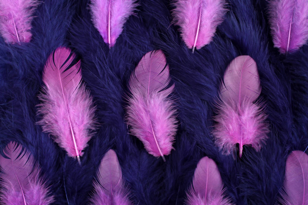 小さな青とピンクの羽の背景 - 写真・画像