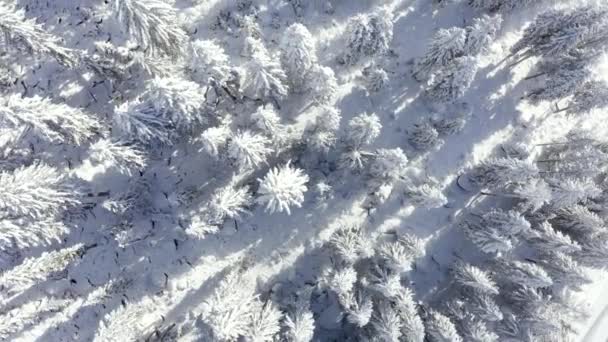Αεροφωτογραφία από την κορυφή του χιονισμένου βουνού πεύκα στη μέση του χειμερινού δάσους στην Ελβετία. Μαγική χιονισμένη χειμερινή φύση. - Πλάνα, βίντεο
