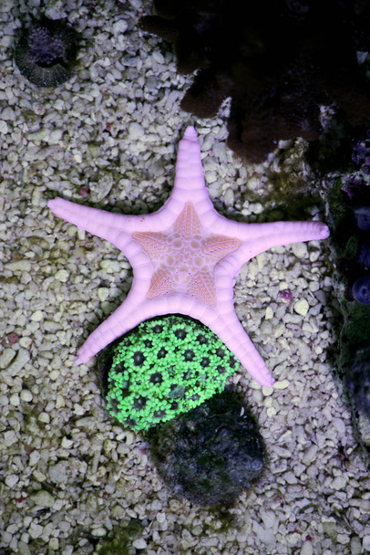 Icono doble estrella del mar (Iconaster longimanus
) - Foto, Imagen