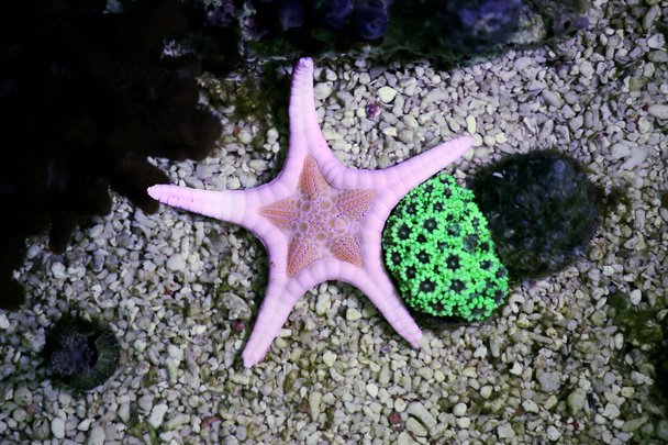 Ícone estrela do mar duplo (Iconaster longimanus
) - Foto, Imagem