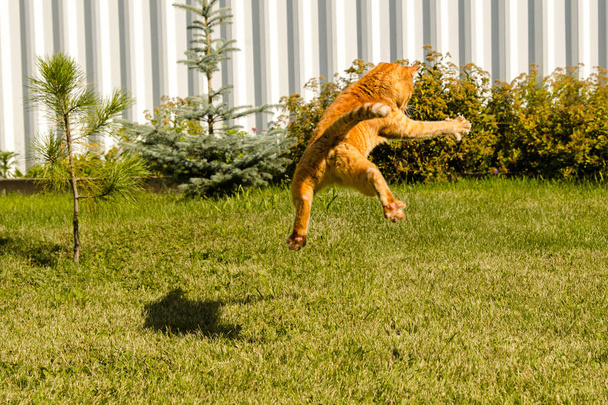 Ginger cat jumping on a green grass background. - Photo, Image