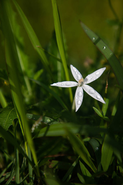 Hvězda Betléma bílá 5 okvětních lístků květ rozmazané pozadí - Fotografie, Obrázek