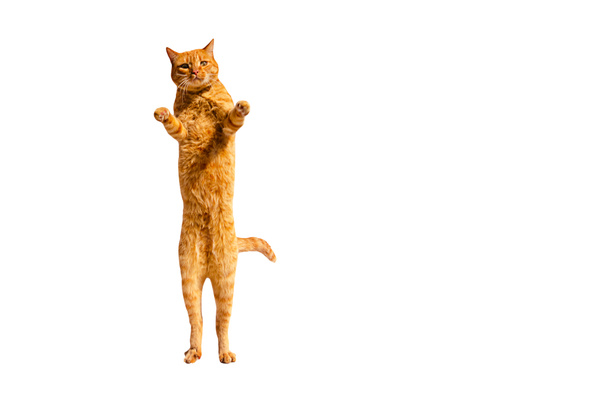 Ginger gato pensivo de pé em suas patas traseiras isolado em um fundo branco
. - Foto, Imagem