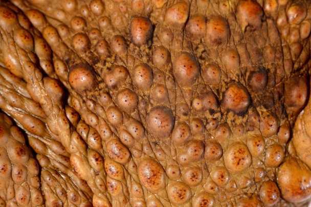 Primer plano de la piel del sapo de caña (sapo marino gigante) Bufo marinus
 - Foto, Imagen