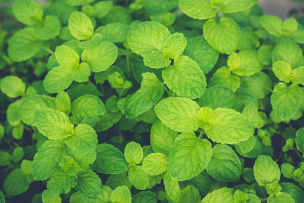 A borsmenta levelek illatos zöld növények és gyógynövények. - Fotó, kép
