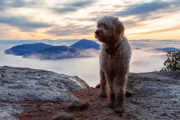 Dog Hiking in the Mountains - Zdjęcie, obraz