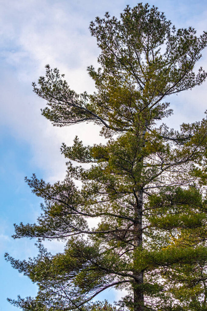 Pine Tree is Evergreen Against a Cloudy Blue Sky - Photo, Image