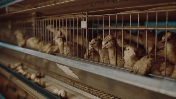 przepiórki ptaków hodowla jaj klatka organiczny drób zwierzęcy - Materiał filmowy, wideo