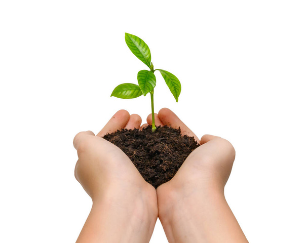 Hands holding young green plant isolated on white background - Foto, imagen