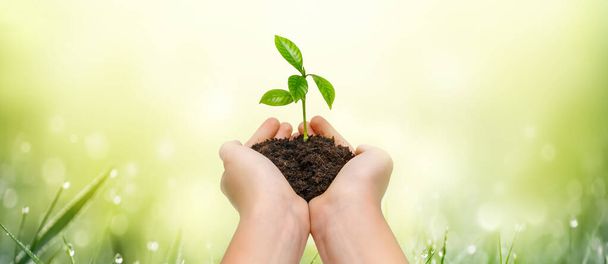 Ruce drží mladé zelené rostliny na zeleném přírodním pozadí. - Fotografie, Obrázek