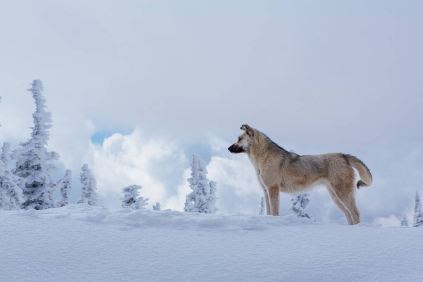 Lonely small grey dog in snowy forest - Photo, image