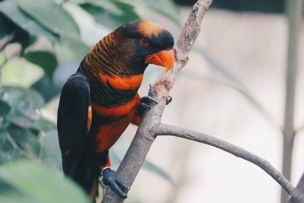 Beautiful parrot close up shot - Foto, imagen