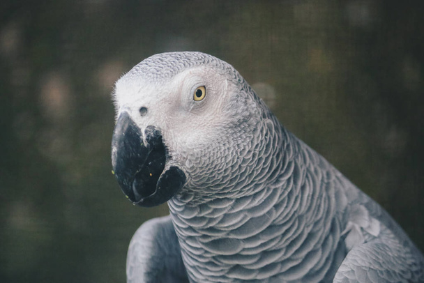 Beautiful parrot close up shot - Zdjęcie, obraz