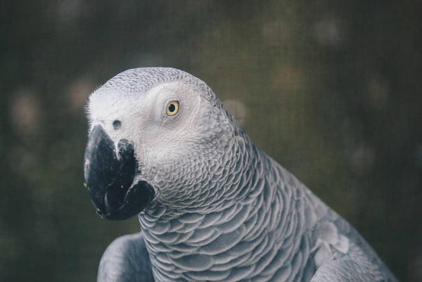 Beautiful parrot close up shot - Foto, Imagem