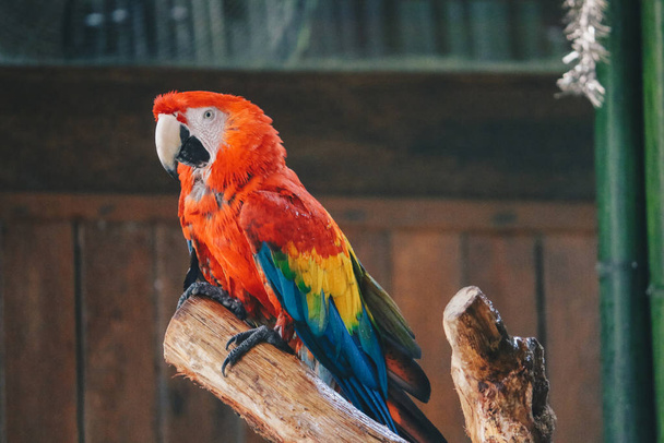 Beautiful parrot close up shot - Фото, изображение