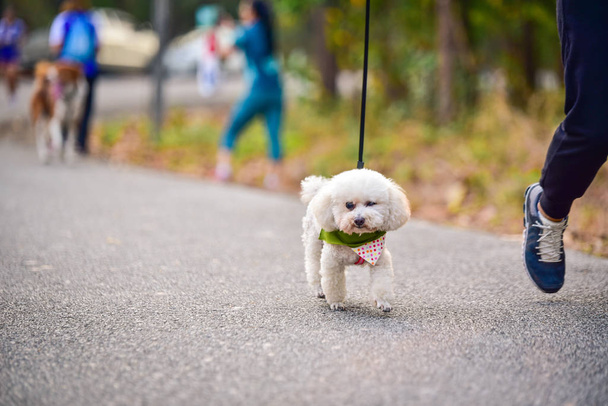 pes běhání cvičení na silnici s majitelem, cvičení v mor - Fotografie, Obrázek