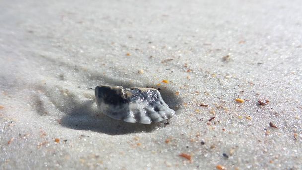 Seashells w piasku w Anastasia State Beach Park - Zdjęcie, obraz
